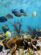Seabed Mirror