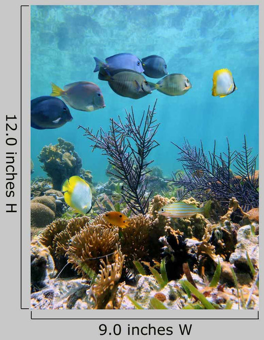 Seabed Mirror