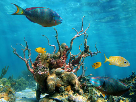 Underwater Form and Sea