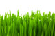 Fresh Green Wheat Grass Wall Decal