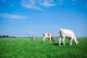 Grazing Cows Wall Decal