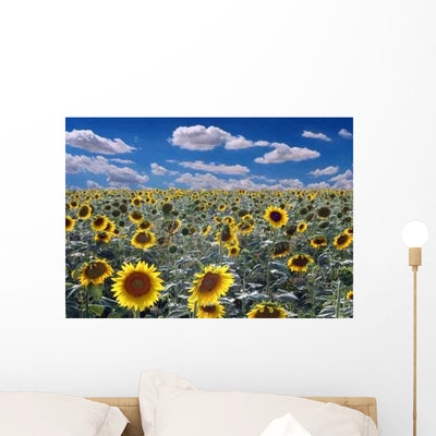 Field Sunflowers Wall Decal shown on a wall