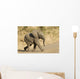African Elephant Baby South