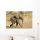 African Elephant Baby South