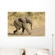 African Elephant Baby South