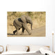 African Elephant Baby South