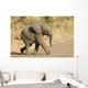 African Elephant Baby South