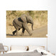 African Elephant Baby South