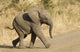 African Elephant Baby South