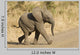 African Elephant Baby South