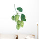 Hops Wall Decal