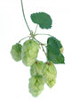 Hops Wall Decal