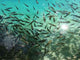 Plitvicer Seen Iii Wall Decal