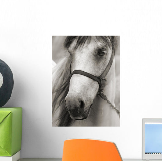 Horse Sepia Wall Decal