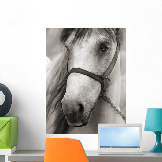 Horse Sepia Wall Decal