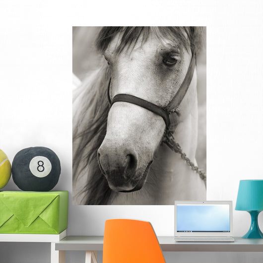 Horse Sepia Wall Decal