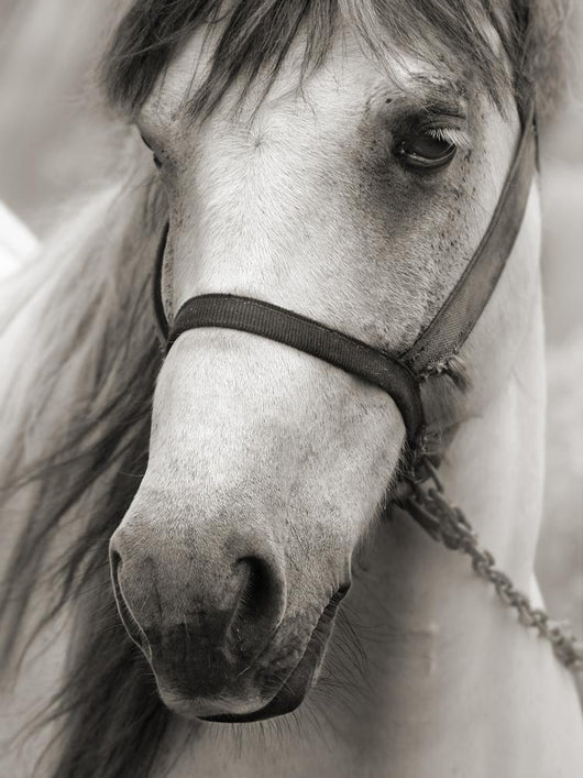 Horse Sepia Wall Decal