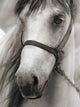 Horse Sepia Wall Decal