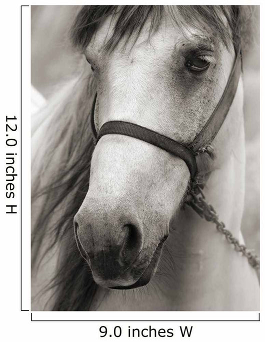 Horse Sepia Wall Decal