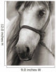 Horse Sepia Wall Decal