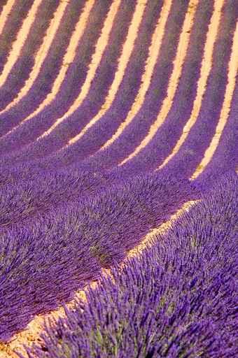Lavender Field Wall Decal
