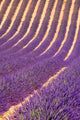 Lavender Field Wall Decal