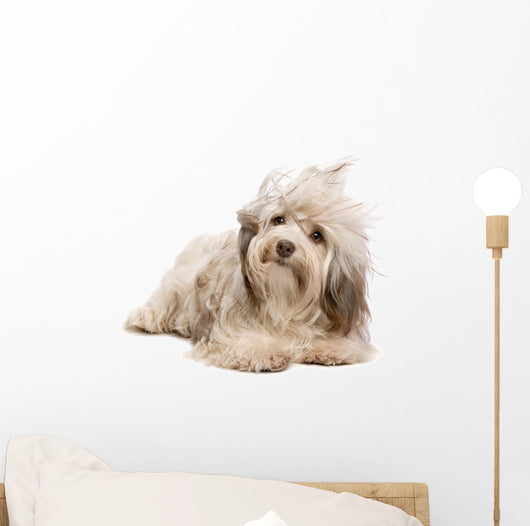 Cute Lying Chocolate Havanese Wall Decal