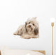 Cute Lying Chocolate Havanese Wall Decal