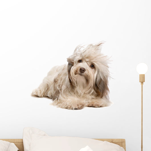 Cute Lying Chocolate Havanese Wall Decal
