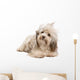 Cute Lying Chocolate Havanese Wall Decal