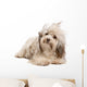 Cute Lying Chocolate Havanese Wall Decal