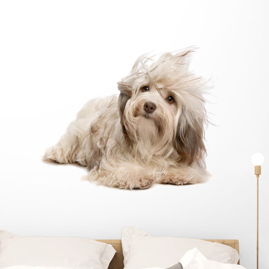 Cute Lying Chocolate Havanese Wall Decal