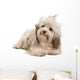 Cute Lying Chocolate Havanese Wall Decal