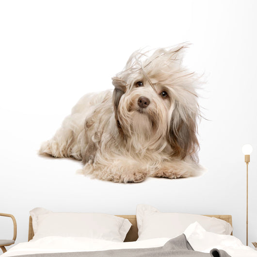 Cute Lying Chocolate Havanese Wall Decal
