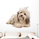 Cute Lying Chocolate Havanese Wall Decal