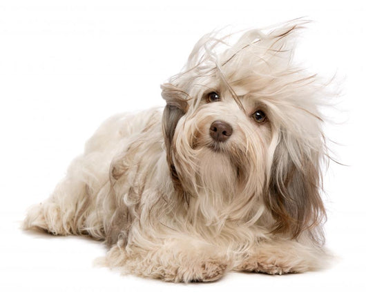 Cute Lying Chocolate Havanese Wall Decal