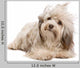 Cute Lying Chocolate Havanese Wall Decal