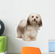 Beautiful Standing Chocolate Havanese Wall Decal