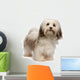 Beautiful Standing Chocolate Havanese Wall Decal