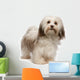 Beautiful Standing Chocolate Havanese Wall Decal