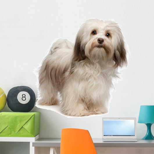 Beautiful Standing Chocolate Havanese Wall Decal