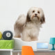 Beautiful Standing Chocolate Havanese Wall Decal