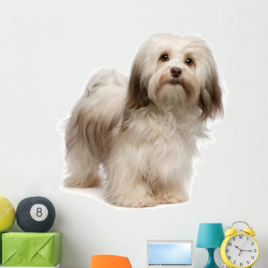 Beautiful Standing Chocolate Havanese Wall Decal