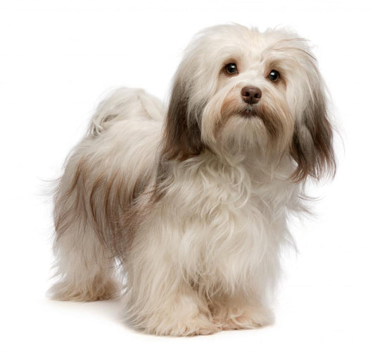 Beautiful Standing Chocolate Havanese Wall Decal