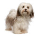Beautiful Standing Chocolate Havanese Wall Decal