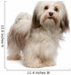 Beautiful Standing Chocolate Havanese Wall Decal