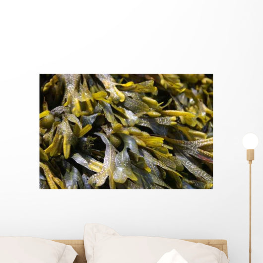 Pict4100 Wall Decal