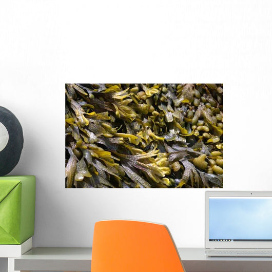 Seaweed Close-up Wall Decal