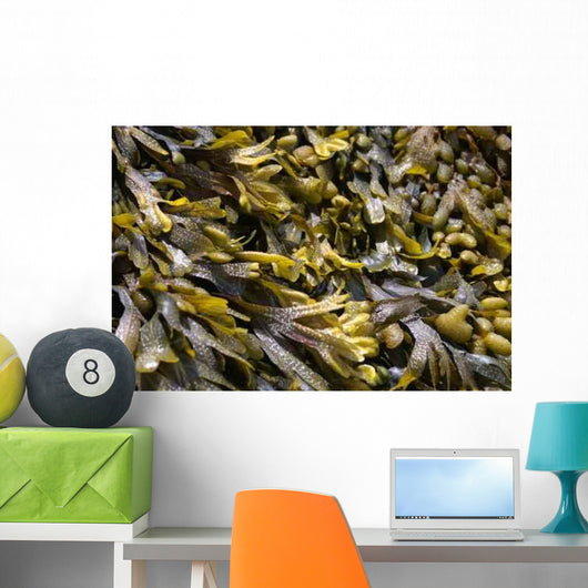 Seaweed Close-up Wall Decal