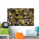 Seaweed Close-up Wall Decal